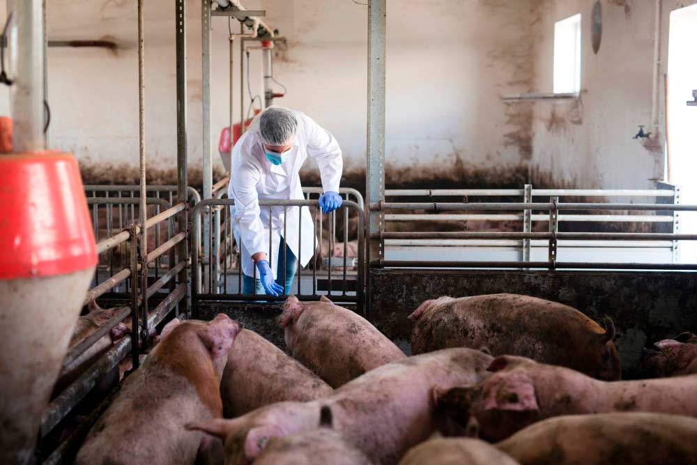 EGAB-ek elikagaien hurbileko salmenta arautzen duen Dekretu-proiektuari eta txerri-azienda estentsiboaren ustiategiak antolatzeko oinarrizko arauak garatzeko Dekretu-proiektuari buruzko irizpena eman du
